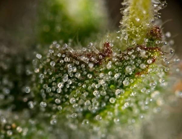 대마초 잎 trichomes. — 스톡 사진