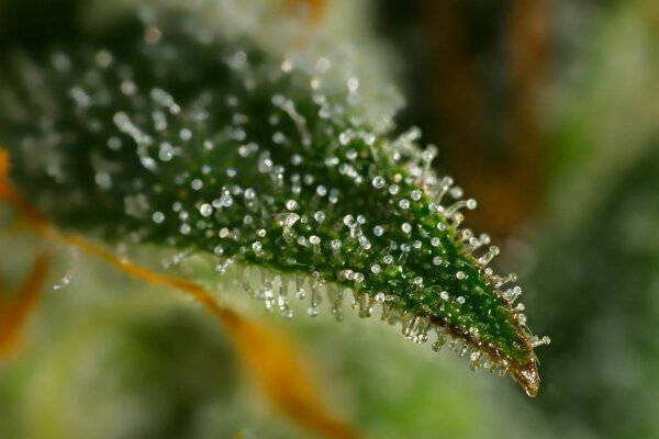 Трихомы из листьев конопли
.