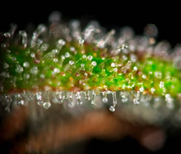 Tricomas de folhas de canábis . — Fotografia de Stock