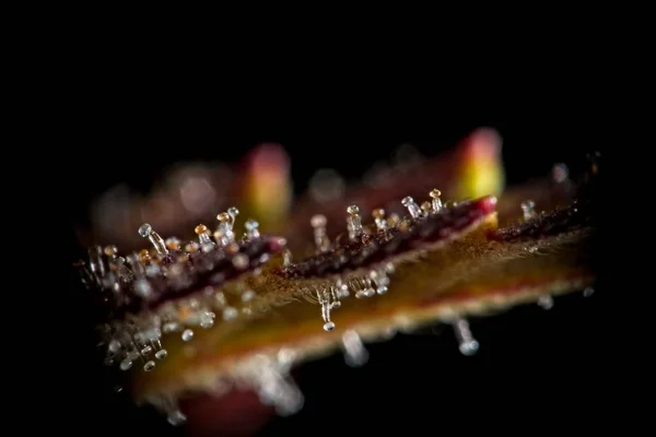 Cannabis leaf trichomes. — Stockfoto