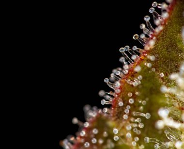 Esrar yaprak trichomes.