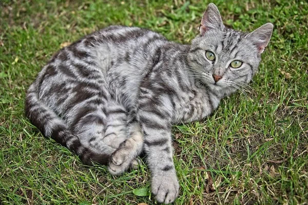 Gato tabby plata — Foto de Stock