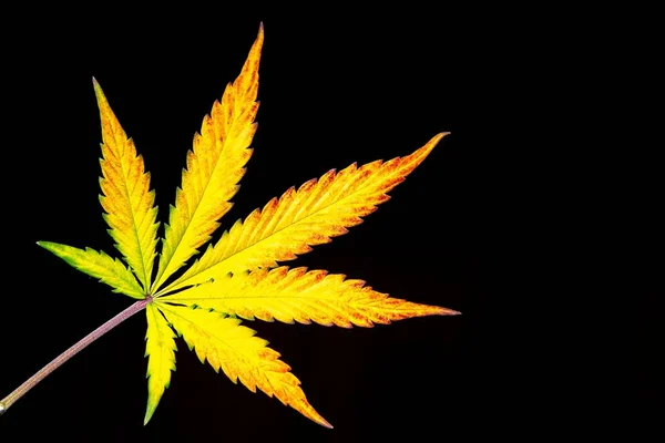 Gula cannabis leaf på svart ram — Stockfoto