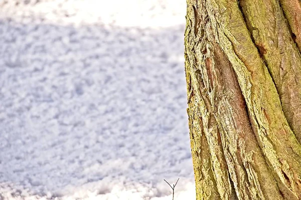 Śnieg i drzewo — Zdjęcie stockowe