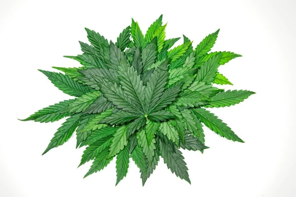 Gröna cannabis leafs — Stockfoto