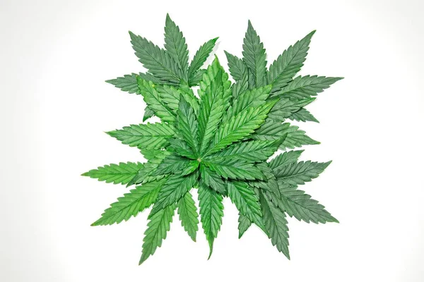 Folhas de cannabis verde — Fotografia de Stock