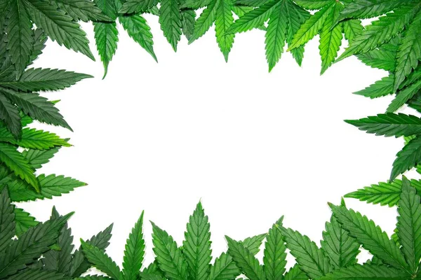 Gröna cannabis leafs ram — Stockfoto