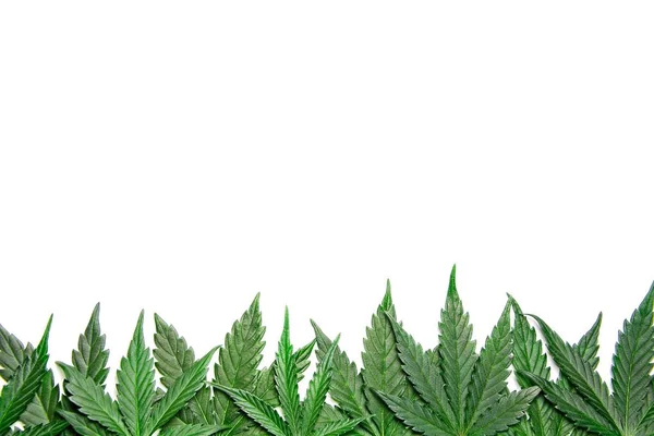 Green cannabis leafs border — Stock Photo, Image