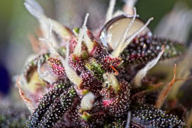 Kenevir yaprağı su damlası ile trikos.