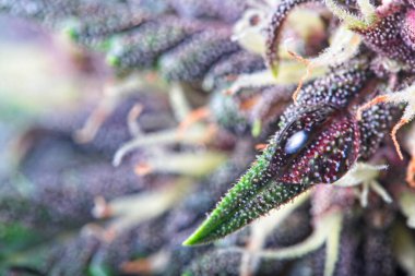 Kenevir yaprağı su damlası ile trikos.