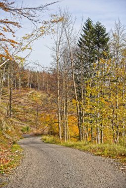 Sonbahar ormanlarında yol