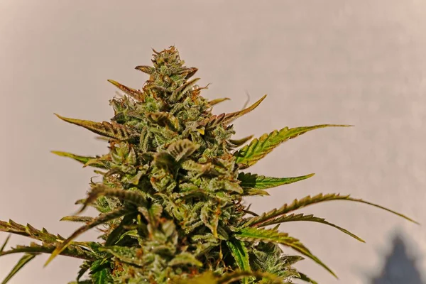 Top cannabisknop — Stockfoto