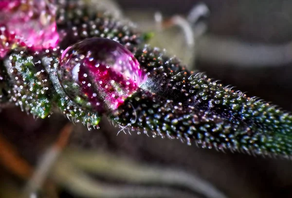 Tricomas de hoja de cannabis con gota de agua . — Foto de Stock