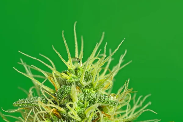 Cannabis-Knospe mit Trichomen. — Stockfoto