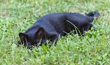 Otların arasındaki siyah kedi yavrusu.