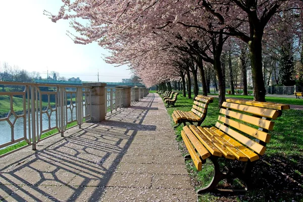 Puste ławki pod rozsadzaniem drzew sakura w parku — Zdjęcie stockowe
