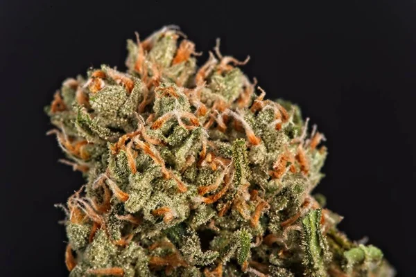 Prachtige hedendaagse droge cannabis knop — Stockfoto