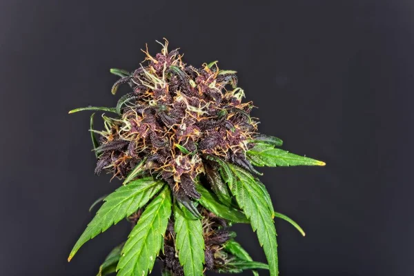 Nice purple cannabis bud with  leaves. — Stock Photo, Image