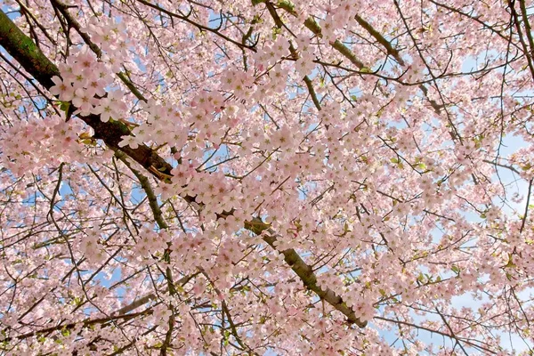 Sakura-Kirschbäume im Park — Stockfoto
