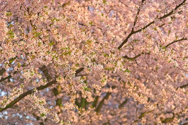 Sakura cerejeiras no parque — Fotografia de Stock