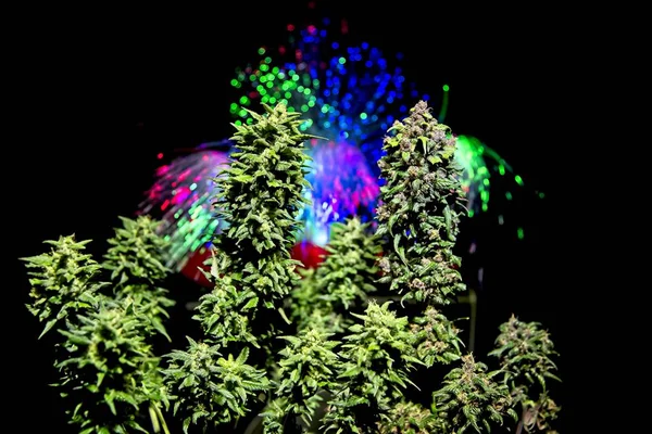 Duas plantas de cannabis — Fotografia de Stock