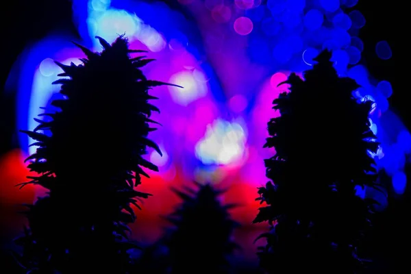 Silhueta de botões de plantas de cannabis — Fotografia de Stock