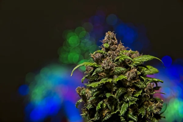 Cannabis-Knospe mit Farblicht — Stockfoto