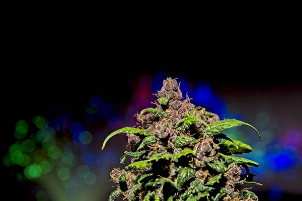 Brote de cannabis con luces de color — Foto de Stock