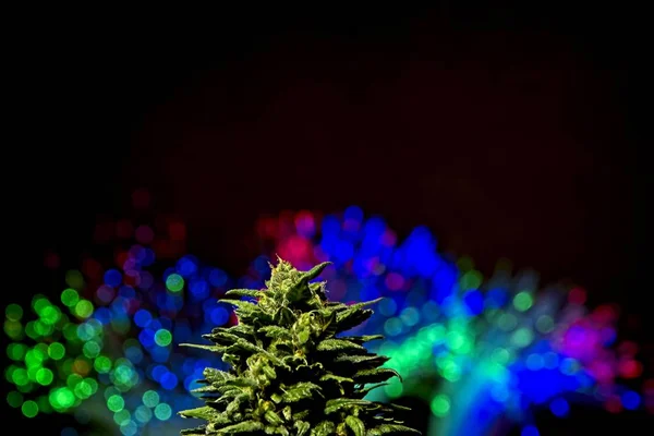 Brote de cannabis con luces de color —  Fotos de Stock