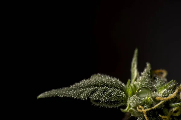 Vattendroppe på cannabis leaf — Stockfoto