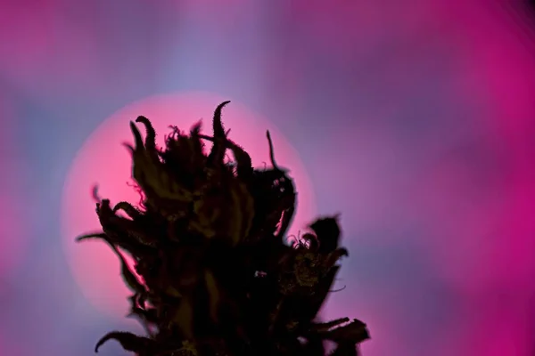Silueta de brote de planta de cannabis — Foto de Stock