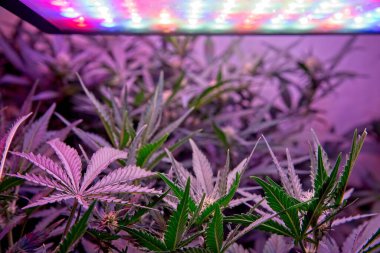 Cannabis plants under LED light clipart