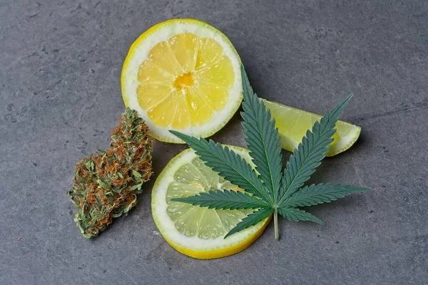 Cannabisknop en -blad met citroen — Stockfoto
