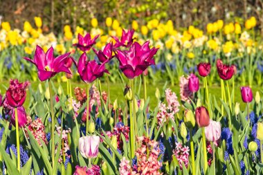 Lale karışımında büyük mor laleler.