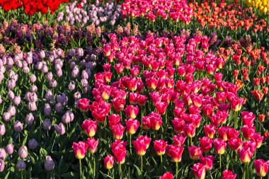 Renkli lale kareleri