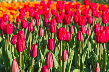 Renkli lalelerden oluşan tam çerçeve