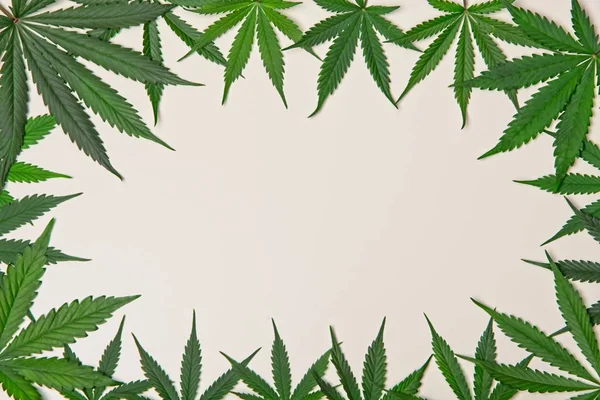 Rahmen für grüne Cannabisblätter — Stockfoto