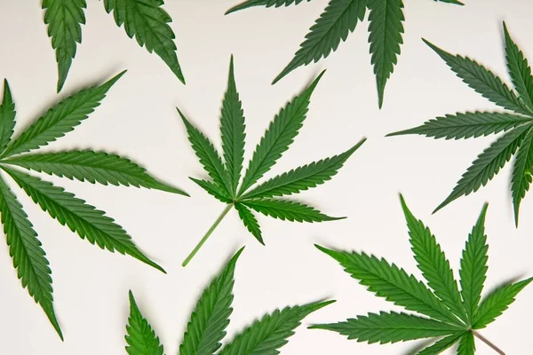 Gröna cannabis leafs — Stockfoto