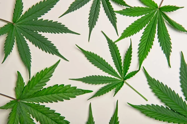 Quadro de folhas de cannabis verde — Fotografia de Stock