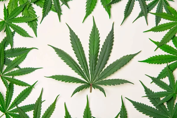 Grüne Cannabisblätter — Stockfoto