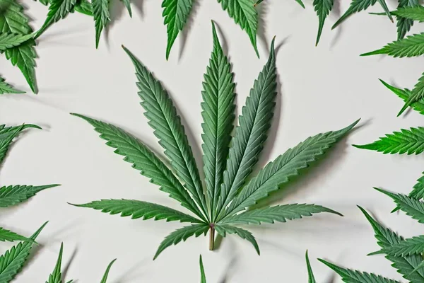 Hojas de cannabis verde —  Fotos de Stock