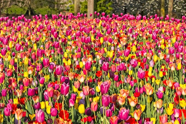 Mieszanina czerwonych pomarańczowych tulipanów żółtych i fioletowych — Zdjęcie stockowe