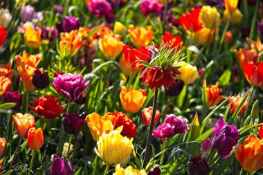 Renkli laleler ve turuncu Fritillaria