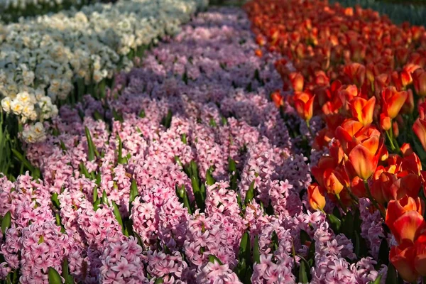 Rosa Hyacinthus, tulipas laranja e branco Nacissus — Fotografia de Stock