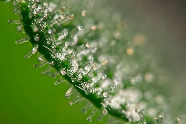 Tricomas na folha de cannabis lateral — Fotografia de Stock