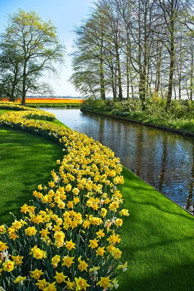 Field of narcissus — Stock Photo, Image