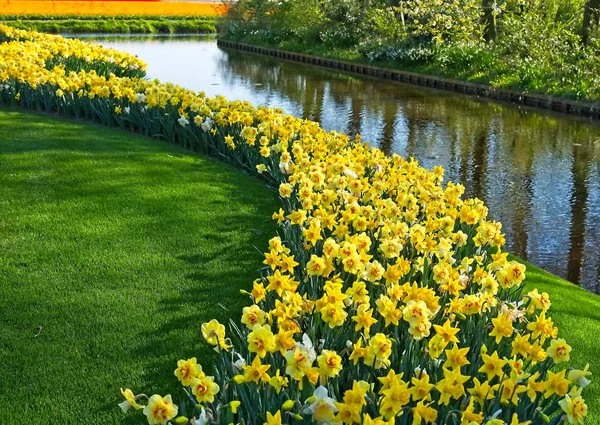 Field of narcissus — Stock Photo, Image