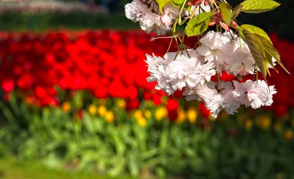 Tree blossom on red tulip background — Stock Photo, Image