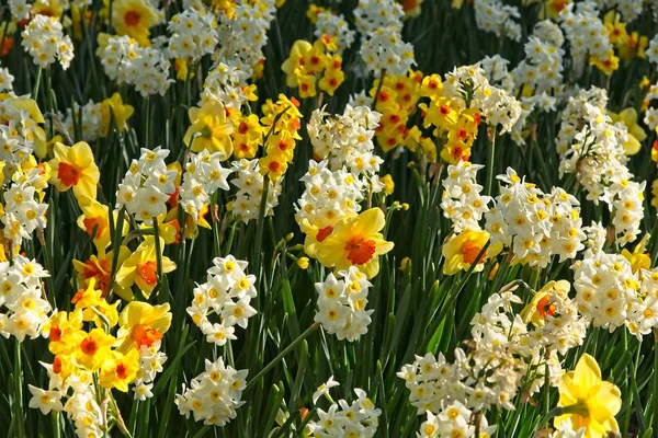 Champ de narcisse jaune et blanche — Photo