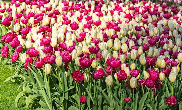 Mieszanina fioletowych i białych tulipanów — Zdjęcie stockowe